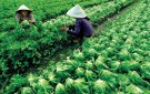 Huyện Triệu Sơn: Sau 3 năm xây dựng nông thôn mới